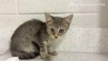 LEO GETZ -  Domestic Short Hair Cat for Adoption in Ocala, Florida - LEO GETZ | PetCurious