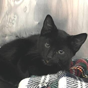 Cricket -  Domestic Short Hair Cat for Adoption in Idaho Falls, Idaho - Cricket | PetCurious