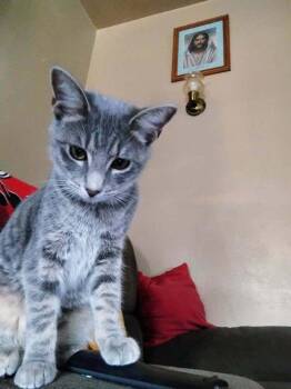 Ryker -  Domestic Short Hair Cat for Adoption in Lorain, Ohio - Ryker | PetCurious