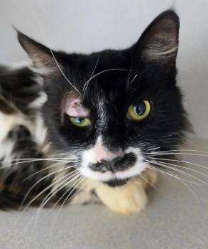 Marcelline -  Domestic Long Hair Cat for Adoption in Bloomington, Indiana - Marcelline | PetCurious