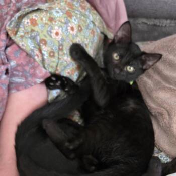 Jack -  Domestic Short Hair Cat for Adoption in Pinellas Park, Florida - Jack | PetCurious