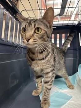 Tabby Cats Available for Adoption in Parlier, California - Celeste | PetCurious