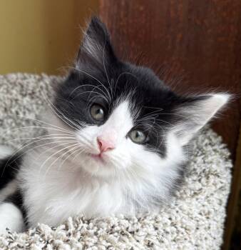 Q tip -  Maine Coon Cat for Adoption in Costa Mesa, California - Q Tip | PetCurious