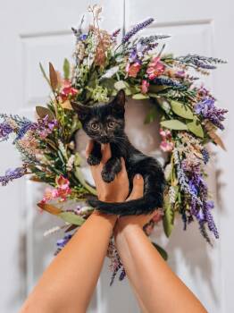 Echo -  Domestic Medium Hair Cat for Adoption in Goodyear, Arizona - Echo | PetCurious