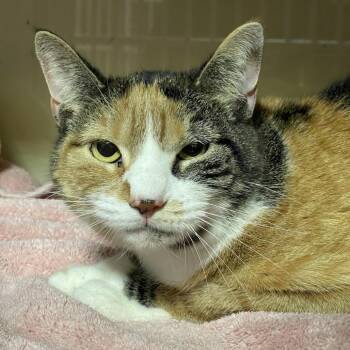 Callie -  Domestic Short Hair Cat for Adoption in Walden, New York - Callie | PetCurious