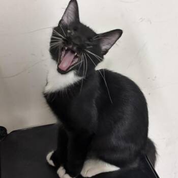 Wookie -  Domestic Medium Hair Cat for Adoption in Houston, Texas - Wookie | PetCurious