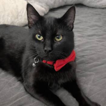 American Shorthair Cats Available for Adoption - Onyx | PetCurious