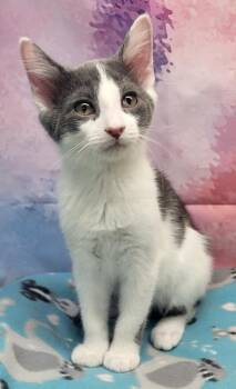 Domestic Short Hair Cats Available for Adoption - Bruce | PetCurious