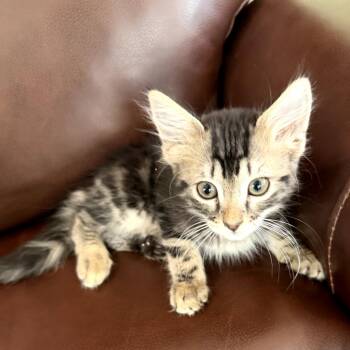 Oregano -  Domestic Medium Hair Cat for Adoption in Melrose, Florida - Oregano | PetCurious
