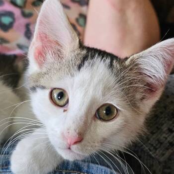 Rescue Domestic Short Hair Cats for Adoption in Grinnell, Iowa - Titan | PetCurious