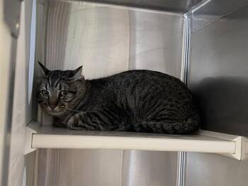 Domestic Short Hair Cats Available for Adoption in Tustin, California - ZORRO | PetCurious