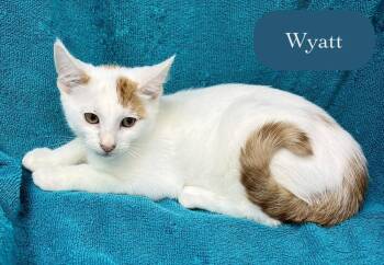 Wyatt -  Domestic Short Hair Cat for Adoption in Chalfont, Pennsylvania - Wyatt | PetCurious
