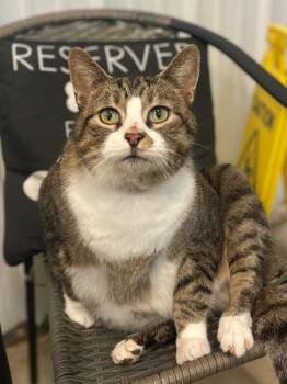 Domestic Short Hair Cats Available for Adoption - Huckleberry | PetCurious
