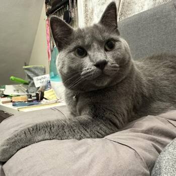 Paris C12734 -  American Shorthair Cat for Adoption - Paris C12734 | PetCurious