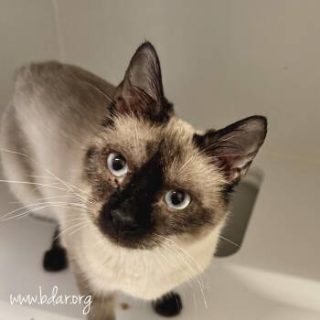 Fresco -  Siamese Cat for Adoption in Cheyenne, Wyoming - Fresco | PetCurious