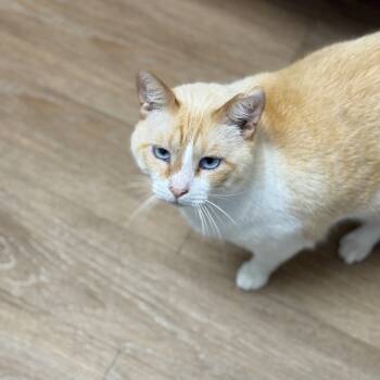 Rescue Domestic Short Hair Cats for Adoption in Corpus Christi, Texas - Cyrus | PetCurious