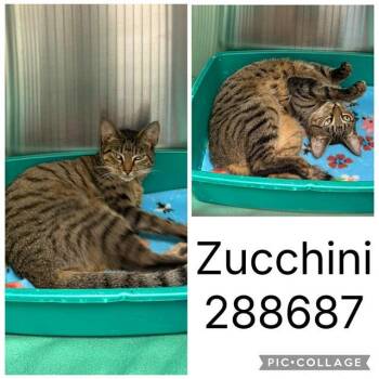 ZUCCHINI -  Domestic Short Hair Cat Available for Adoption in Macon, Georgia - ZUCCHINI | PetCurious