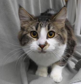 Domestic Long Hair Cats Available for Adoption - Betty | PetCurious