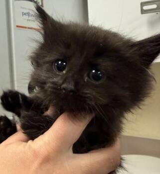 Kelp -  Domestic Short Hair Cat for Adoption in Salisbury, Maryland - Kelp | PetCurious