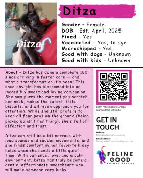 Rescue Domestic Medium Hair Cats for Adoption in Eugene, Oregon - Ditza | PetCurious