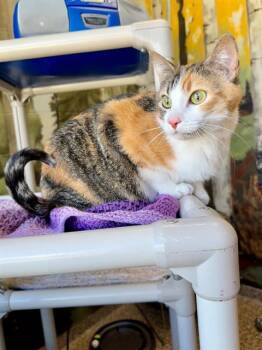 Domestic Short Hair Cats Available for Adoption in Frisco, Colorado - BONZAI | PetCurious
