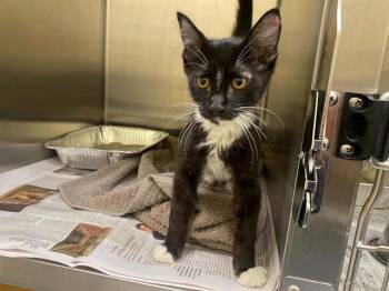 MICHAEL -  Domestic Long Hair Cat for Adoption in Tustin, California - MICHAEL | PetCurious