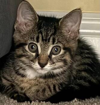Silkie -  Domestic Short Hair Cat for Adoption in Bloomington, Indiana - Silkie | PetCurious