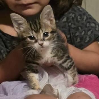 Chewbacca -  Domestic Short Hair Cat for Adoption in Caldwell, Texas - Chewbacca | PetCurious