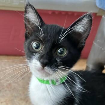 Cody -  Domestic Short Hair Cat for Adoption in Dublin, California - Cody | PetCurious