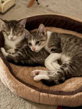 Michael -  Domestic Short Hair Cat for Adoption in Chicago, Illinois - Michael | PetCurious
