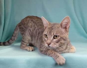 FREDDIE -  Domestic Short Hair Cat for Adoption in Pasadena, California - FREDDIE | PetCurious