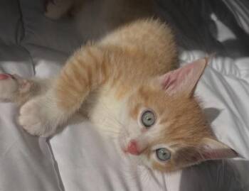 Domestic Short Hair Cats Available for Adoption in Ames, Iowa - DANNY | PetCurious