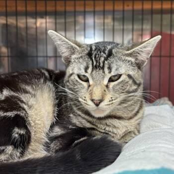 Sarah -  Tabby Cat for Adoption - Sarah | PetCurious