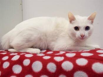 Domestic Short Hair Cats Available for Adoption in Sacramento, California - ODDIE | PetCurious