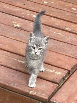 Verdell -  Domestic Short Hair Cat Available for Adoption in Monticello, Illinois - Verdell | PetCurious
