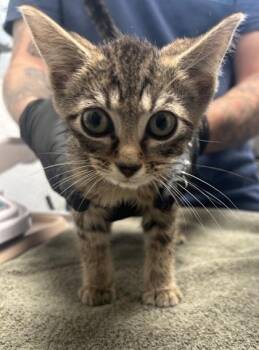 Nitro -  Domestic Short Hair Cat for Adoption in Fairfax, Virginia - Nitro | PetCurious
