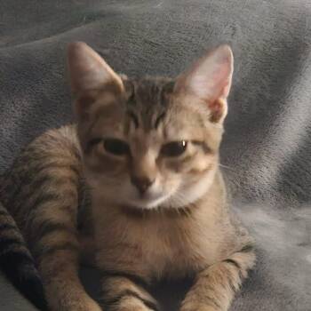 Clover -  American Shorthair Cat for Adoption in Manhattan, Kansas - Clover | PetCurious