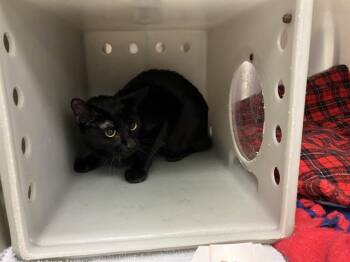 BARB -  Domestic Short Hair Cat for Adoption in Kent, Washington - BARB | PetCurious
