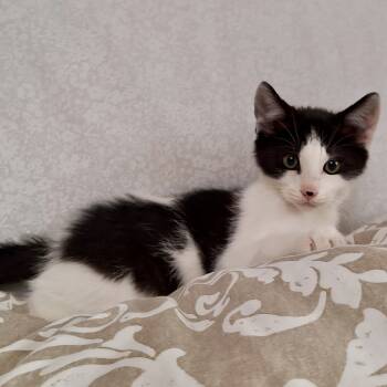 Rescue Domestic Short Hair Cats for Adoption in Wilsonville, Oregon - Pugsley | PetCurious