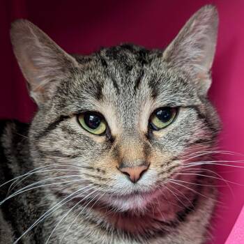 Domestic Short Hair Cats Available for Adoption - Apple Blossom | PetCurious