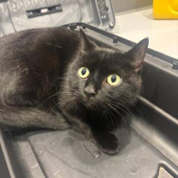 Zorro -  Domestic Short Hair Cat for Adoption in Mooresville, North Carolina - Zorro | PetCurious