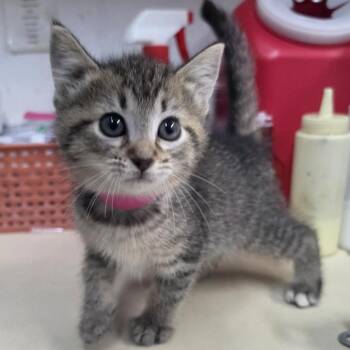 Domestic Short Hair Cats Available for Adoption in Ardmore, Oklahoma - Clawdia | PetCurious