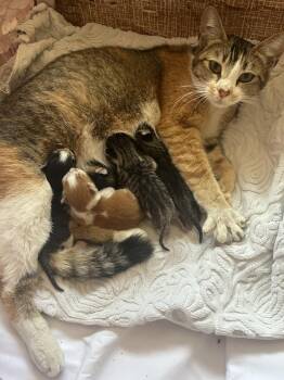 Dixie -  Tabby Cat for Adoption in Gilroy, California - Dixie | PetCurious
