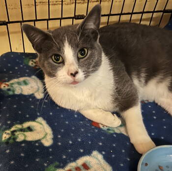 Rescue Domestic Short Hair Cats for Adoption in Blasdell, New York - Ozzy | PetCurious
