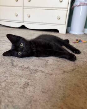 Raisin -  Domestic Medium Hair Cat for Adoption in Richmond, Kentucky - Raisin | PetCurious