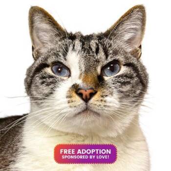 Rescue Domestic Short Hair Cats for Adoption - Simon | PetCurious