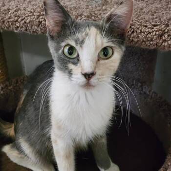 Trixie -  Domestic Short Hair Cat for Adoption in Las Vegas, Nevada - Trixie | PetCurious