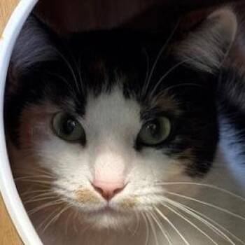 Domestic Short Hair Cats Available for Adoption - Luna | PetCurious