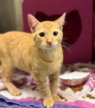 VIR -  Domestic Short Hair Cat for Adoption in Conroe, Texas - VIR | PetCurious