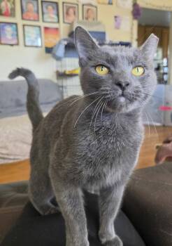 Stella -  Domestic Short Hair Cat for Adoption in Mechanicsburg, Pennsylvania - Stella | PetCurious